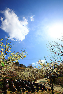 포토 JPG 주간 나무 식물 구름 한국문화 한국전통 전통 그릇 계절 선 줄 생활용품 다수 자연 하늘 한국 그림자 풍경 사람없음 야외 햇빛 여러개 봄풍경 봄 시골 항아리 용기 풀 경상도 경상남도 보관함 매화 양산 토기 저장고 매화나무 순매원 국내포토 자연요소 동양문화 식기 꽃 아시아 태양 도자기 용기_그릇 오브젝트 생태계 파일형식