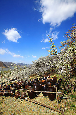 포토 JPG 주간 나무 식물 구름 한국문화 한국전통 전통 그릇 계절 선 줄 생활용품 다수 자연 하늘 한국 그림자 풍경 사람없음 야외 햇빛 여러개 봄풍경 봄 시골 항아리 용기 풀 경상도 경상남도 보관함 매화 양산 토기 저장고 매화나무 순매원 국내포토 자연요소 동양문화 식기 꽃 아시아 태양 도자기 용기_그릇 오브젝트 생태계 파일형식