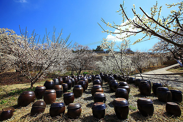 포토 JPG 주간 나무 식물 구름 한국문화 한국전통 전통 그릇 계절 선 줄 생활용품 다수 자연 하늘 한국 그림자 풍경 사람없음 야외 햇빛 여러개 봄풍경 봄 시골 항아리 용기 풀 경상도 경상남도 보관함 매화 양산 토기 저장고 매화나무 순매원 국내포토 자연요소 동양문화 식기 꽃 아시아 태양 도자기 용기_그릇 오브젝트 생태계 파일형식