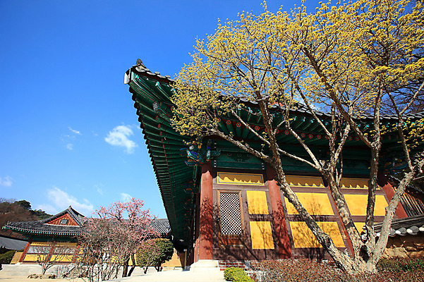 포토 JPG 주간 나무 식물 구름 한국문화 한국전통 전통 시설물 건축물 계절 종교 전통문화 고건축 불교 종교건축 자연 종교시설 하늘 산 한국 기와 풍경 사람없음 야외 건물 봄풍경 봄 사찰 사원 경상도 경상남도 매화 양산 기와지붕 매화나무 홍매화 통도사 국내포토 양산시 자연요소 동양문화 건축 꽃 아시아 문화 비즈니스 지붕 시설 생태계 파일형식 양산_지역