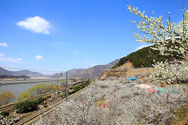 포토 JPG 주간 식물 구름 계절 자연 하늘 산 한국 풍경 사람없음 야외 강 봄풍경 봄 기찻길 뭉게구름 경상남도 매화 매화나무 매화마을 매화축제 순매원 철도의날 국내포토 자연요소 나무 꽃 아시아 경상도 생태계 광양 꽃축제 파일형식 법정기념일 구름_자연