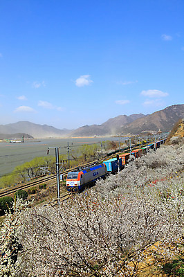 포토 JPG 주간 식물 구름 계절 자연 하늘 산 한국 풍경 사람없음 야외 강 봄풍경 봄 기찻길 기차 경상남도 매화 매화나무 매화마을 매화축제 순매원 철도의날 국내포토 자연요소 나무 꽃 아시아 육상교통 대중교통 경상도 생태계 광양 꽃축제 파일형식 법정기념일