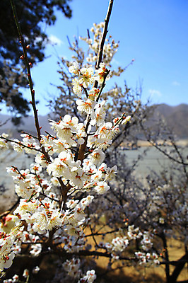 포토 JPG 주간 나무 식물 구름 한국문화 한국전통 계절 꽃 봄꽃 자연 하늘 산 한국 풍경 사람없음 야외 아웃포커스 봄풍경 봄 시골 풀 경상도 경상남도 매화 양산 매화나무 순매원 국내포토 자연요소 동양문화 전통 아시아 촬영기법 생태계 파일형식
