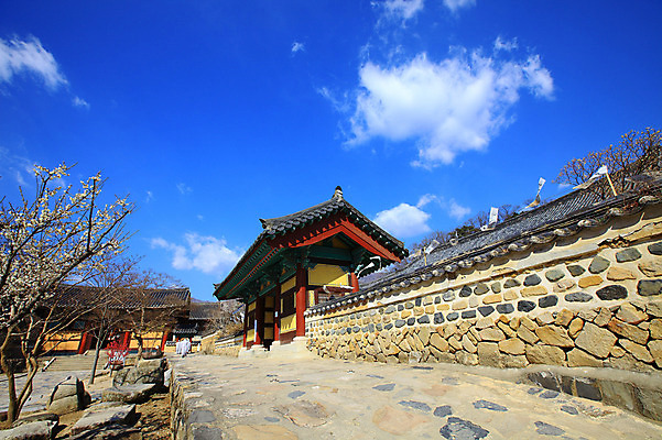포토 JPG 주간 나무 식물 구름 한국문화 한국전통 전통 시설물 건축물 계절 종교 전통문화 고건축 불교 종교건축 자연 종교시설 하늘 한국 돌담 기와 사람 풍경 여러명 야외 건물 담장 봄풍경 봄 사찰 사원 승려 경상도 경상남도 매화 양산 기와지붕 매화나무 부적 통도사 국내포토 양산시 자연요소 동양문화 건축 꽃 아시아 문화 다수 비즈니스 지붕 돌_바위 성직자 시설 생태계 파일형식 양산_지역