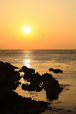 포토 JPG 주간 동물 실루엣 물결 바다 자연 갈매기 조류 하늘 한국 물그림자 풍경 해변 사람없음 야외 햇빛 태양 일출 노을 황혼 일몰 돌_바위 바위 비행 경주 경상북도 감포 송대말 국내포토 자연요소 아시아 촬영기법 그림자 경주_경상북도 경상도 생태계 파일형식