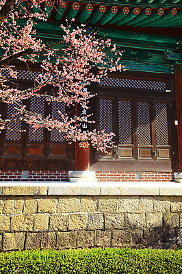 포토 JPG 주간 구름 한국문화 한국전통 전통 시설물 건축물 계절 종교 전통문화 고건축 불교 종교건축 자연 종교시설 하늘 한국 돌담 기와 기와집 그림자 풍경 사람없음 야외 건물 봄풍경 봄 사찰 사원 풀 경상도 경상남도 매화 양산 기와지붕 매화나무 홍매화 통도사 국내포토 양산시 자연요소 나무 식물 동양문화 건축 꽃 아시아 문화 비즈니스 지붕 한옥 담장 돌_바위 시설 생태계 파일형식 양산_지역