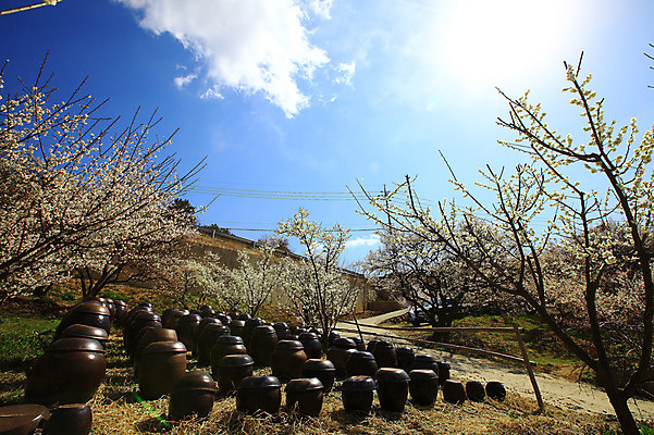 포토 JPG 주간 나무 식물 구름 한국문화 한국전통 전통 그릇 계절 선 줄 생활용품 다수 자연 하늘 한국 그림자 풍경 사람없음 야외 햇빛 여러개 봄풍경 봄 시골 항아리 용기 풀 경상도 경상남도 보관함 매화 양산 토기 저장고 매화나무 순매원 국내포토 자연요소 동양문화 식기 꽃 아시아 태양 도자기 용기_그릇 오브젝트 생태계 파일형식