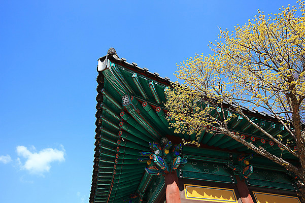포토 JPG 주간 나무 식물 구름 한국문화 한국전통 전통 시설물 건축물 종교 전통문화 고건축 불교 종교건축 자연 종교시설 하늘 지붕 한국 기와 풍경 사람없음 야외 건물 사찰 사원 경상도 경상남도 양산 기와지붕 통도사 국내포토 양산시 자연요소 동양문화 건축 아시아 문화 비즈니스 시설 생태계 파일형식 양산_지역