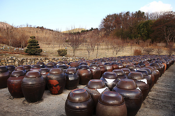 포토 JPG 주간 나무 식물 구름 한국문화 한국전통 전통 그릇 계절 선 줄 생활용품 다수 자연 하늘 한국 풍경 사람없음 야외 여러개 봄풍경 봄 시골 항아리 용기 풀 경상도 경상남도 보관함 매화 양산 토기 저장고 매화나무 서운암 국내포토 자연요소 동양문화 식기 꽃 아시아 도자기 용기_그릇 오브젝트 생태계 통도사 파일형식