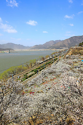 포토 JPG 주간 식물 구름 계절 자연 하늘 산 한국 풍경 사람없음 야외 강 봄풍경 봄 기찻길 뭉게구름 경상남도 매화 매화나무 매화마을 매화축제 순매원 철도의날 국내포토 자연요소 나무 꽃 아시아 경상도 생태계 광양 꽃축제 파일형식 법정기념일 구름_자연