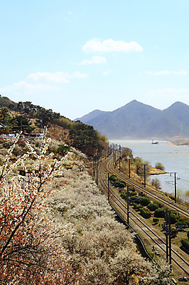 포토 JPG 주간 식물 구름 계절 자연 하늘 산 한국 풍경 사람없음 야외 강 마을 봄풍경 봄 기찻길 뭉게구름 경상남도 매화 매화나무 매화마을 순매원 철도의날 국내포토 자연요소 나무 꽃 아시아 경상도 생태계 광양 파일형식 법정기념일 구름_자연