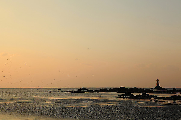 포토 JPG 주간 동물 실루엣 물결 바다 여러마리 자연 갈매기 조류 하늘 한국 등대 풍경 해변 사람없음 야외 일출 노을 황혼 일몰 돌_바위 바위 비행 경주 경상북도 감포 송대말 국내포토 자연요소 아시아 다수 촬영기법 경주_경상북도 경상도 생태계 파일형식