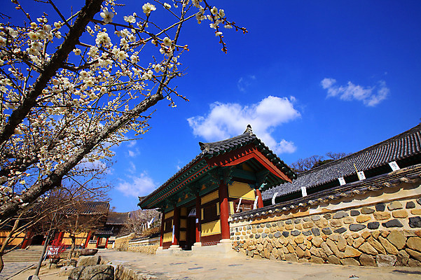 포토 JPG 주간 나무 식물 구름 한국문화 한국전통 전통 시설물 건축물 계절 종교 전통문화 고건축 불교 종교건축 자연 종교시설 하늘 한국 돌담 기와 풍경 사람없음 야외 건물 담장 봄풍경 봄 사찰 사원 경상도 경상남도 매화 양산 기와지붕 매화나무 부적 통도사 국내포토 양산시 자연요소 동양문화 건축 꽃 아시아 문화 비즈니스 지붕 돌_바위 시설 생태계 파일형식 양산_지역