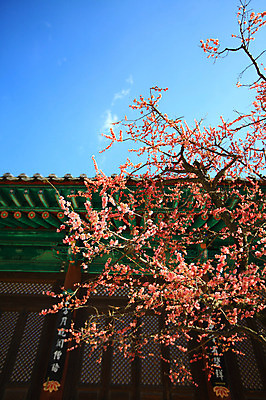 포토 JPG 주간 구름 한국문화 한국전통 전통 시설물 건축물 계절 종교 전통문화 고건축 불교 종교건축 자연 종교시설 하늘 한국 기와 기와집 풍경 사람없음 야외 건물 봄풍경 봄 사찰 사원 풀 경상도 경상남도 매화 양산 기와지붕 매화나무 홍매화 통도사 국내포토 양산시 자연요소 나무 식물 동양문화 건축 꽃 아시아 문화 비즈니스 지붕 한옥 시설 생태계 파일형식 양산_지역