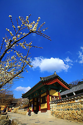 포토 JPG 주간 나무 식물 구름 한국문화 한국전통 전통 시설물 건축물 계절 종교 전통문화 고건축 불교 종교건축 자연 종교시설 하늘 한국 돌담 기와 사람 풍경 야외 건물 세명 담장 봄풍경 봄 사찰 사원 경상도 경상남도 매화 양산 기와지붕 매화나무 부적 통도사 국내포토 양산시 자연요소 동양문화 건축 꽃 아시아 문화 비즈니스 지붕 돌_바위 시설 생태계 파일형식 양산_지역