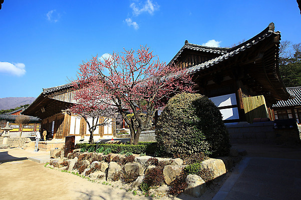 포토 JPG 주간 구름 한국문화 한국전통 전통 시설물 건축물 계절 종교 전통문화 고건축 불교 종교건축 자연 종교시설 한국 돌담 기와 기와집 그림자 사람 풍경 야외 건물 세명 봄풍경 봄 돌_바위 조약돌 바위 사찰 사원 풀 승려 경상도 경상남도 매화 양산 기와지붕 매화나무 홍매화 통도사 국내포토 양산시 자연요소 나무 식물 동양문화 건축 꽃 아시아 문화 비즈니스 지붕 한옥 담장 성직자 시설 생태계 파일형식 양산_지역