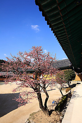 포토 JPG 주간 구름 한국문화 한국전통 전통 시설물 건축물 계절 종교 전통문화 고건축 불교 종교건축 자연 종교시설 하늘 한국 기와 기와집 그림자 풍경 사람없음 야외 건물 봄풍경 봄 사찰 사원 풀 경상도 경상남도 매화 양산 기와지붕 매화나무 홍매화 통도사 국내포토 양산시 자연요소 나무 식물 동양문화 건축 꽃 아시아 문화 비즈니스 지붕 한옥 시설 생태계 파일형식 양산_지역
