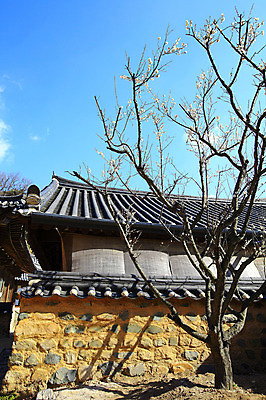 포토 JPG 주간 구름 한국문화 한국전통 전통 시설물 건축물 계절 종교 전통문화 고건축 불교 종교건축 자연 종교시설 한국 돌담 기와 기와집 그림자 풍경 사람없음 야외 건물 담장 봄풍경 봄 사찰 사원 경상도 경상남도 매화 양산 기와지붕 매화나무 통도사 국내포토 양산시 자연요소 나무 동양문화 건축 꽃 아시아 문화 비즈니스 지붕 한옥 돌_바위 시설 생태계 파일형식 양산_지역