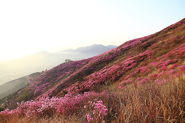 포토 JPG 주간 나무 식물 계절 꽃 봄꽃 자연 산 한국 풍경 사람없음 야외 햇빛 마을 일출 일몰 봄풍경 봄 안개 시골 풀 정상 전라남도 철쭉 산길 여수 철쭉제 철쭉축제 국내포토 자연요소 아시아 길 날씨 태양 노을 축제 전라도 생태계 꽃축제 파일형식