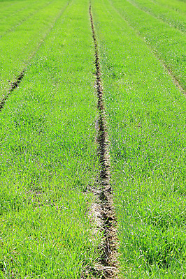 포토 JPG 주간 식물 선 백그라운드 자연 한국 풍경 잔디 초원 사람없음 야외 목장 풀 직선 경기도 안성 국내포토 자연요소 아시아 생태계 파일형식