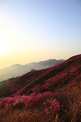 포토 JPG 주간 나무 식물 계절 꽃 봄꽃 자연 하늘 산 한국 풍경 사람없음 야외 햇빛 마을 일출 노을 일몰 봄풍경 봄 안개 시골 풀 정상 전라남도 철쭉 산길 여수 철쭉제 철쭉축제 국내포토 자연요소 아시아 길 날씨 태양 축제 전라도 생태계 꽃축제 파일형식