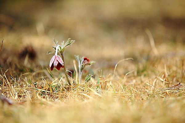 포토 JPG 주간 식물 계절 꽃 컬러 봄꽃 자연 풍경 초원 사람없음 야외 아웃포커스 봄풍경 봄 풀 자주색 두송이 할미꽃 국내포토 자연요소 2 촬영기법 생태계 파일형식