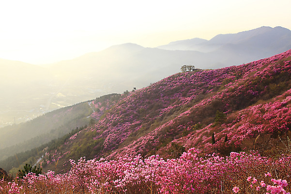 포토 JPG 주간 나무 식물 계절 꽃 봄꽃 자연 산 한국 풍경 사람없음 야외 햇빛 마을 일출 일몰 봄풍경 봄 안개 시골 정상 전라남도 철쭉 산길 여수 철쭉제 철쭉축제 국내포토 자연요소 아시아 길 날씨 태양 노을 축제 전라도 생태계 꽃축제 파일형식