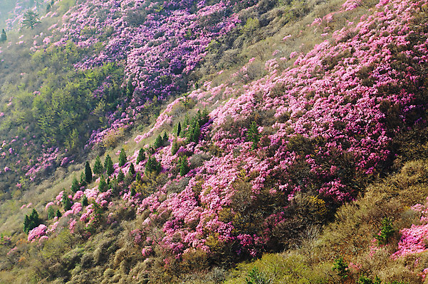 포토 JPG 주간 나무 식물 계절 꽃 봄꽃 자연 산 한국 풍경 사람없음 야외 봄풍경 봄 안개 풀 경상도 경상남도 철쭉 산청 철쭉제 철쭉축제 황매산 국내포토 자연요소 아시아 날씨 축제 생태계 꽃축제 파일형식