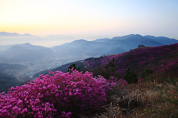 포토 JPG 주간 나무 식물 계절 꽃 봄꽃 자연 산 한국 풍경 사람없음 야외 햇빛 마을 일출 일몰 봄풍경 봄 안개 시골 풀 정상 전라남도 철쭉 여수 철쭉제 철쭉축제 국내포토 자연요소 아시아 날씨 태양 노을 축제 전라도 생태계 꽃축제 파일형식