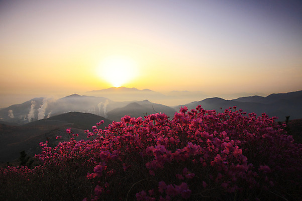 포토 JPG 주간 나무 식물 계절 꽃 봄꽃 공장 자연 하늘 산 한국 굴뚝 풍경 사람없음 야외 건물 태양 일출 노을 일몰 봄풍경 봄 안개 풀 연기 정상 전라남도 산업시설 철쭉 산업단지 여수 여수산업단지 철쭉제 철쭉축제 국내포토 자연요소 건축물 산업 아시아 공업 날씨 축제 전라도 생태계 꽃축제 파일형식
