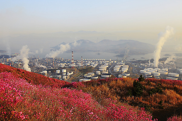 포토 JPG 주간 나무 식물 계절 꽃 바다 봄꽃 공장 공업 자연 산 한국 굴뚝 풍경 사람없음 야외 건물 봄풍경 봄 안개 풀 연기 전라남도 산업시설 탱크 철쭉 저장고 산업단지 여수 공업단지 여수산업단지 원통형 철쭉제 철쭉축제 국내포토 자연요소 도형 건축물 산업 아시아 날씨 축제 전라도 생태계 꽃축제 파일형식