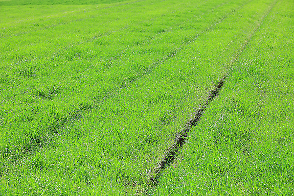 포토 JPG 주간 식물 선 백그라운드 자연 한국 풍경 잔디 초원 사람없음 야외 목장 풀 직선 경기도 안성 국내포토 자연요소 아시아 생태계 파일형식