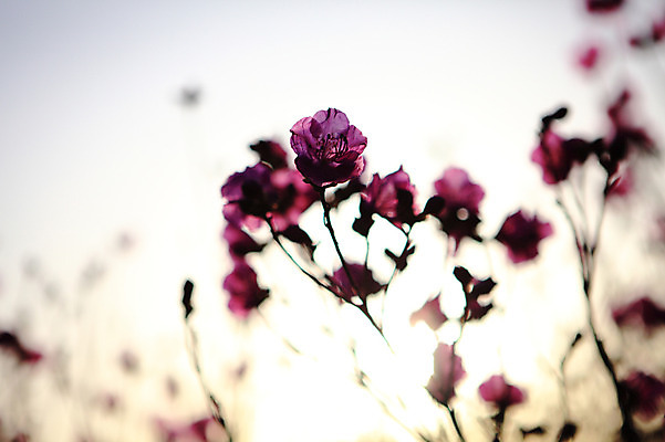 포토 JPG 주간 식물 계절 꽃 실루엣 컬러 봄꽃 자연 한국 풍경 사람없음 야외 햇빛 봄풍경 봄 자주색 전라남도 철쭉 여수 철쭉제 철쭉축제 국내포토 자연요소 아시아 촬영기법 태양 축제 전라도 생태계 꽃축제 파일형식