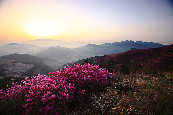 포토 JPG 주간 나무 식물 계절 꽃 봄꽃 공장 자연 하늘 산 한국 굴뚝 풍경 사람없음 야외 건물 태양 마을 일출 노을 일몰 봄풍경 봄 안개 풀 연기 정상 전라남도 산업시설 철쭉 산업단지 여수 여수산업단지 철쭉제 철쭉축제 국내포토 자연요소 건축물 산업 아시아 공업 날씨 축제 전라도 생태계 꽃축제 파일형식