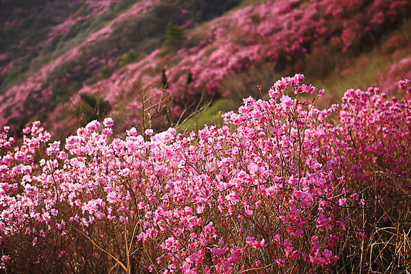 포토 JPG 주간 나무 식물 계절 꽃 봄꽃 자연 산 한국 갈대 풍경 사람없음 야외 봄풍경 봄 풀 정상 전라남도 철쭉 산길 여수 등산로 철쭉제 철쭉축제 국내포토 자연요소 아시아 길 축제 등산 전라도 생태계 꽃축제 파일형식