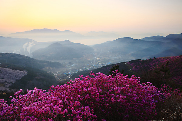포토 JPG 주간 나무 식물 계절 꽃 봄꽃 공장 자연 산 한국 굴뚝 풍경 사람없음 야외 건물 마을 일출 일몰 봄풍경 봄 안개 시골 풀 연기 정상 전라남도 산업시설 철쭉 산길 산업단지 여수 여수산업단지 철쭉제 철쭉축제 국내포토 자연요소 건축물 산업 아시아 길 공업 날씨 노을 축제 전라도 생태계 꽃축제 파일형식