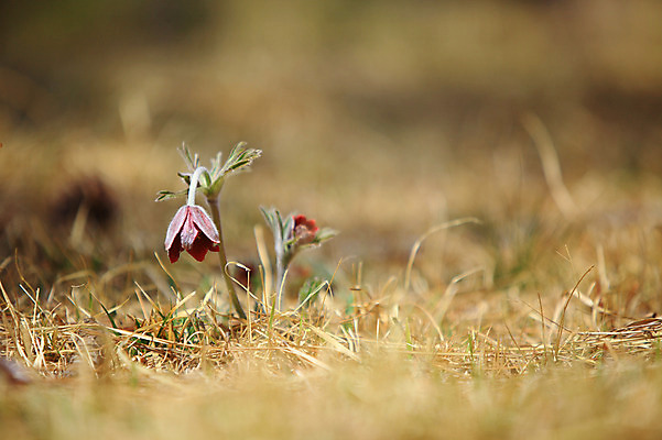 포토 JPG 주간 식물 계절 꽃 컬러 봄꽃 자연 풍경 초원 사람없음 야외 아웃포커스 봄풍경 봄 풀 자주색 두송이 할미꽃 국내포토 자연요소 2 촬영기법 생태계 파일형식