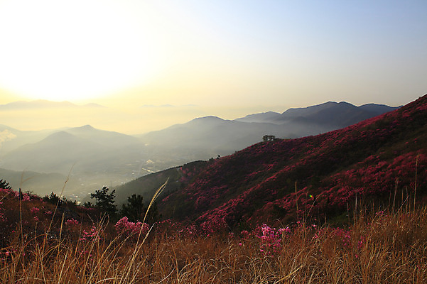 포토 JPG 주간 나무 식물 계절 꽃 봄꽃 자연 산 한국 갈대 풍경 사람없음 야외 햇빛 마을 일출 일몰 봄풍경 봄 안개 시골 풀 정상 전라남도 철쭉 산길 여수 철쭉제 철쭉축제 국내포토 자연요소 아시아 길 날씨 태양 노을 축제 전라도 생태계 꽃축제 파일형식