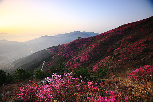 포토 JPG 주간 나무 식물 계절 꽃 봄꽃 자연 하늘 산 한국 풍경 사람없음 야외 햇빛 마을 일출 일몰 봄풍경 봄 안개 시골 풀 정상 전라남도 철쭉 산길 여수 철쭉제 철쭉축제 국내포토 자연요소 아시아 길 날씨 태양 노을 축제 전라도 생태계 꽃축제 파일형식