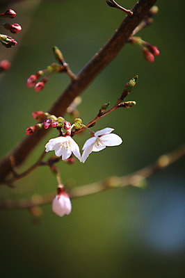 포토 JPG 주간 나무 식물 계절 꽃 컬러 봄꽃 자연 풍경 사람없음 야외 아웃포커스 봄풍경 봄 벚꽃 흰색 나뭇가지 벚나무 꽃봉오리 국내포토 자연요소 촬영기법 생태계 파일형식