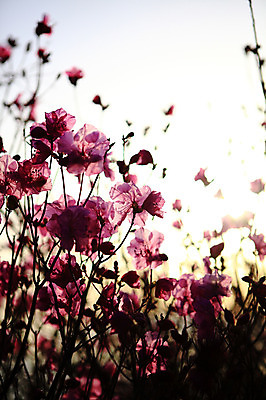 포토 JPG 주간 식물 계절 꽃 실루엣 컬러 봄꽃 자연 한국 풍경 사람없음 야외 햇빛 봄풍경 봄 자주색 전라남도 철쭉 여수 철쭉제 철쭉축제 국내포토 자연요소 아시아 촬영기법 태양 축제 전라도 생태계 꽃축제 파일형식