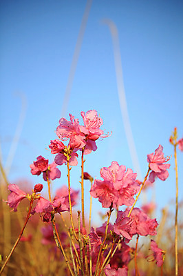 포토 JPG 주간 식물 계절 꽃 봄꽃 자연 한국 풍경 사람없음 야외 봄풍경 봄 꽃술_꽃 전라남도 철쭉 암술 여수 철쭉제 철쭉축제 국내포토 자연요소 아시아 축제 전라도 생태계 꽃축제 파일형식
