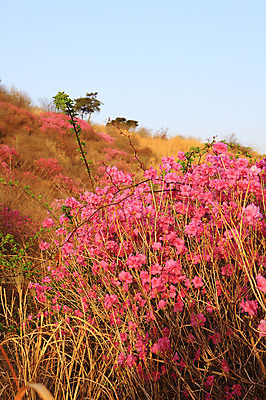 포토 JPG 주간 나무 식물 계절 자연 산 한국 갈대 풍경 사람없음 야외 봄풍경 봄 풀 전라남도 철쭉 여수 철쭉제 철쭉축제 국내포토 자연요소 꽃 아시아 축제 전라도 생태계 꽃축제 파일형식