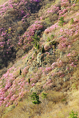포토 JPG 주간 나무 식물 계절 꽃 봄꽃 자연 산 한국 풍경 사람없음 야외 봄풍경 봄 돌_바위 바위 풀 경상도 경상남도 철쭉 산청 철쭉제 철쭉축제 황매산 국내포토 자연요소 아시아 축제 생태계 꽃축제 파일형식