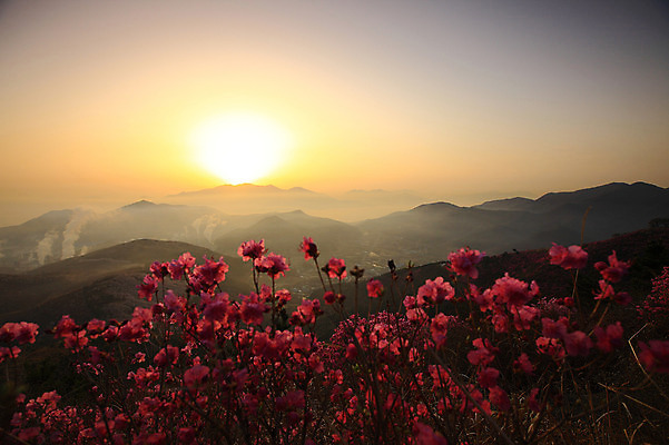 포토 JPG 주간 나무 식물 계절 꽃 봄꽃 자연 산 한국 갈대 풍경 사람없음 야외 일출 일몰 봄풍경 봄 풀 정상 전라남도 철쭉 산길 여수 등산로 여수산업단지 철쭉제 철쭉축제 국내포토 자연요소 아시아 길 노을 축제 등산 전라도 생태계 산업단지 꽃축제 파일형식