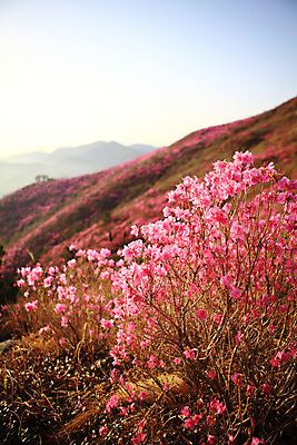 포토 JPG 주간 나무 식물 계절 꽃 봄꽃 자연 산 한국 풍경 사람없음 야외 봄풍경 봄 풀 정상 전라남도 철쭉 여수 철쭉제 철쭉축제 국내포토 자연요소 아시아 축제 전라도 생태계 꽃축제 파일형식