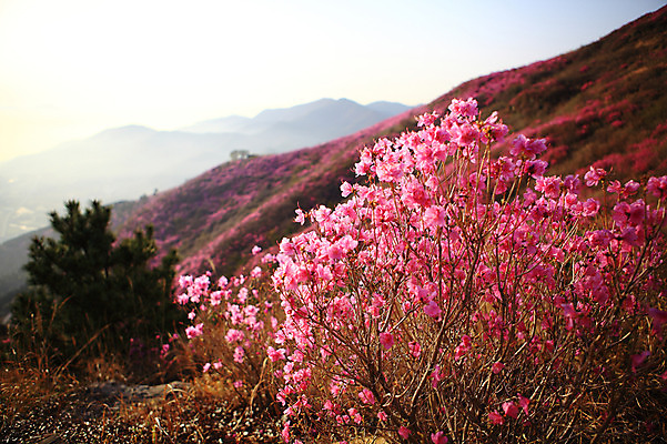 포토 JPG 주간 나무 식물 계절 꽃 봄꽃 자연 산 한국 풍경 사람없음 야외 봄풍경 봄 풀 정상 전라남도 철쭉 여수 철쭉제 철쭉축제 국내포토 자연요소 아시아 축제 전라도 생태계 꽃축제 파일형식