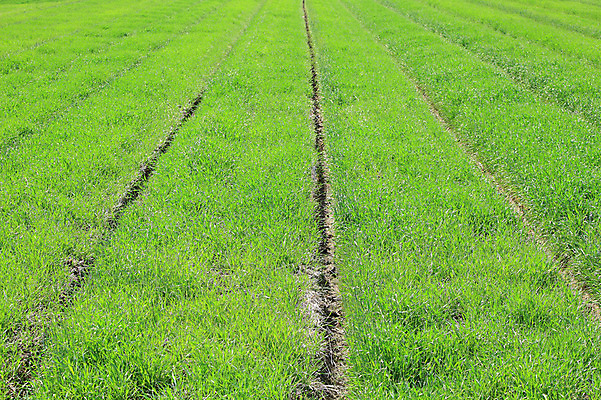 포토 JPG 주간 식물 선 백그라운드 자연 한국 풍경 잔디 초원 사람없음 야외 목장 풀 직선 경기도 안성 국내포토 자연요소 아시아 생태계 파일형식