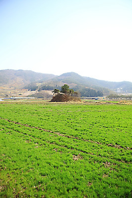 포토 JPG 주간 나무 식물 자연 산 한국 풍경 잔디 초원 사람없음 야외 목장 풀 경기도 안성 국내포토 자연요소 아시아 생태계 파일형식