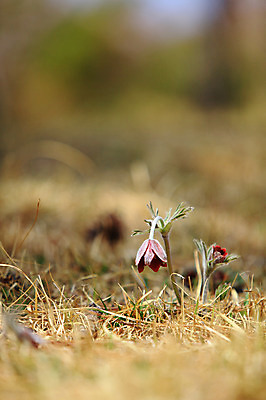 포토 JPG 주간 식물 계절 꽃 컬러 봄꽃 자연 풍경 초원 사람없음 야외 아웃포커스 봄풍경 봄 풀 자주색 두송이 할미꽃 국내포토 자연요소 2 촬영기법 생태계 파일형식